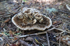 Phaeolus schweinitzii