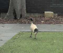 Threskiornis molucca