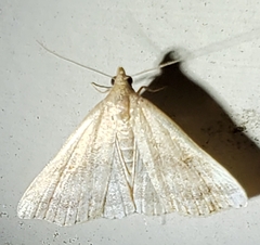 Phalaenostola metonalis