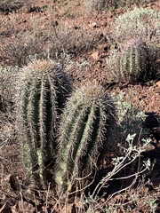 Carnegiea gigantea