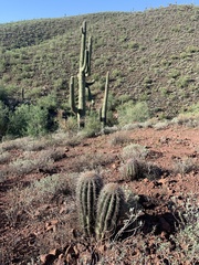 Carnegiea gigantea
