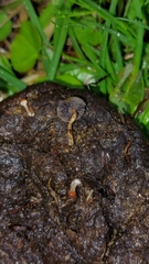 Deconica