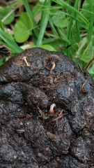 Deconica