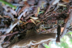 Phaeolus schweinitzii