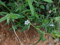 Trichodesma indicum