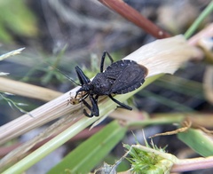 Apiomerus longispinis