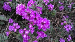 Lantana montevidensis