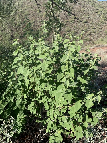Abutilon incanum