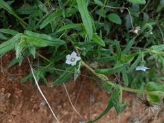 Trichodesma indicum