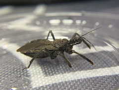 Apiomerus longispinis