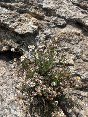 Perityle coronopifolia