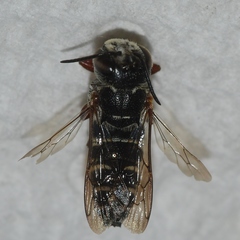 Coelioxys modestus