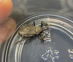 Apiomerus longispinis