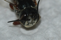 Coelioxys modestus