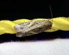 Spodoptera frugiperda
