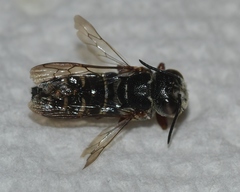 Coelioxys modestus