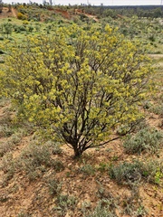 Senna artemisioides coriacea