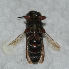 Coelioxys modestus