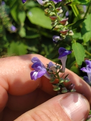 Scutellaria incana