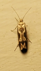 Scythris trivinctella