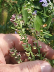 Scutellaria incana