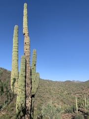 Carnegiea gigantea