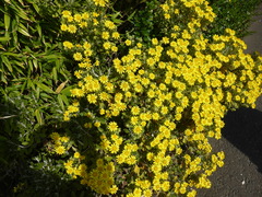 Brachyglottis monroi