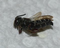 Coelioxys modestus