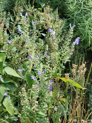 Scutellaria incana