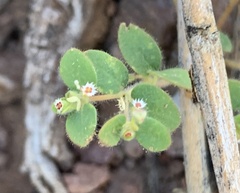 Euphorbia setiloba
