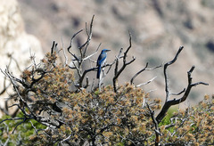 Aphelocoma woodhouseii