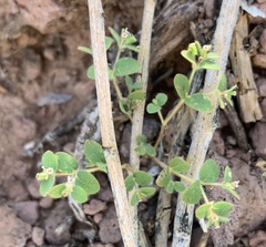 Euphorbia setiloba