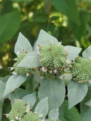 Pycnanthemum muticum