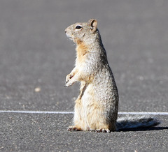 Otospermophilus variegatus