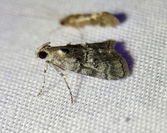 Pococera maritimalis