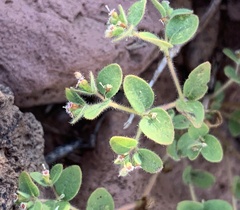 Euphorbia setiloba