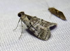 Pococera maritimalis