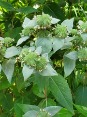Pycnanthemum muticum
