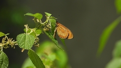 Acraea issoria