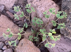 Euphorbia setiloba
