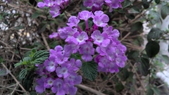 Lantana montevidensis
