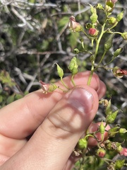 Scrophularia parviflora