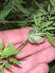 Bulimulus bonariensis