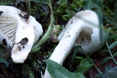 Hygrophorus cossus