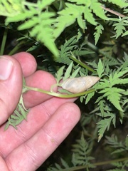 Bulimulus bonariensis