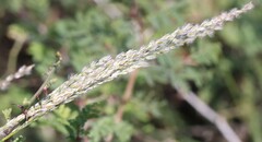 Digitaria californica