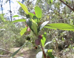 Dodonaea viscosa