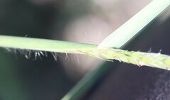 Digitaria californica