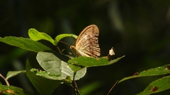 Argynnis sagana