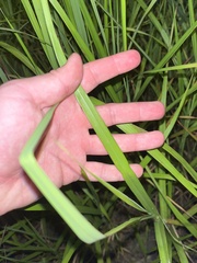 Paspalum laeve